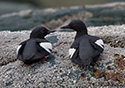 Cepphus columba